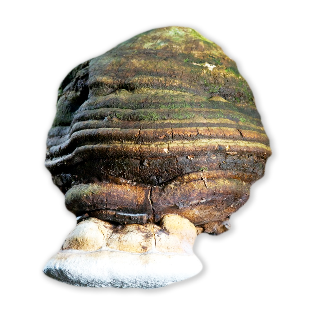 Learn About Agarikon Mushrooms Host Defense