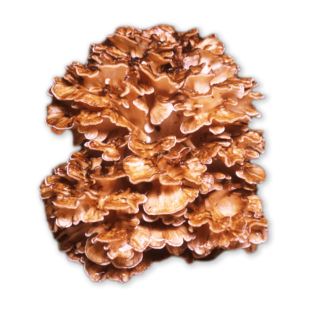 Learn About Maitake Mushrooms Host Defense