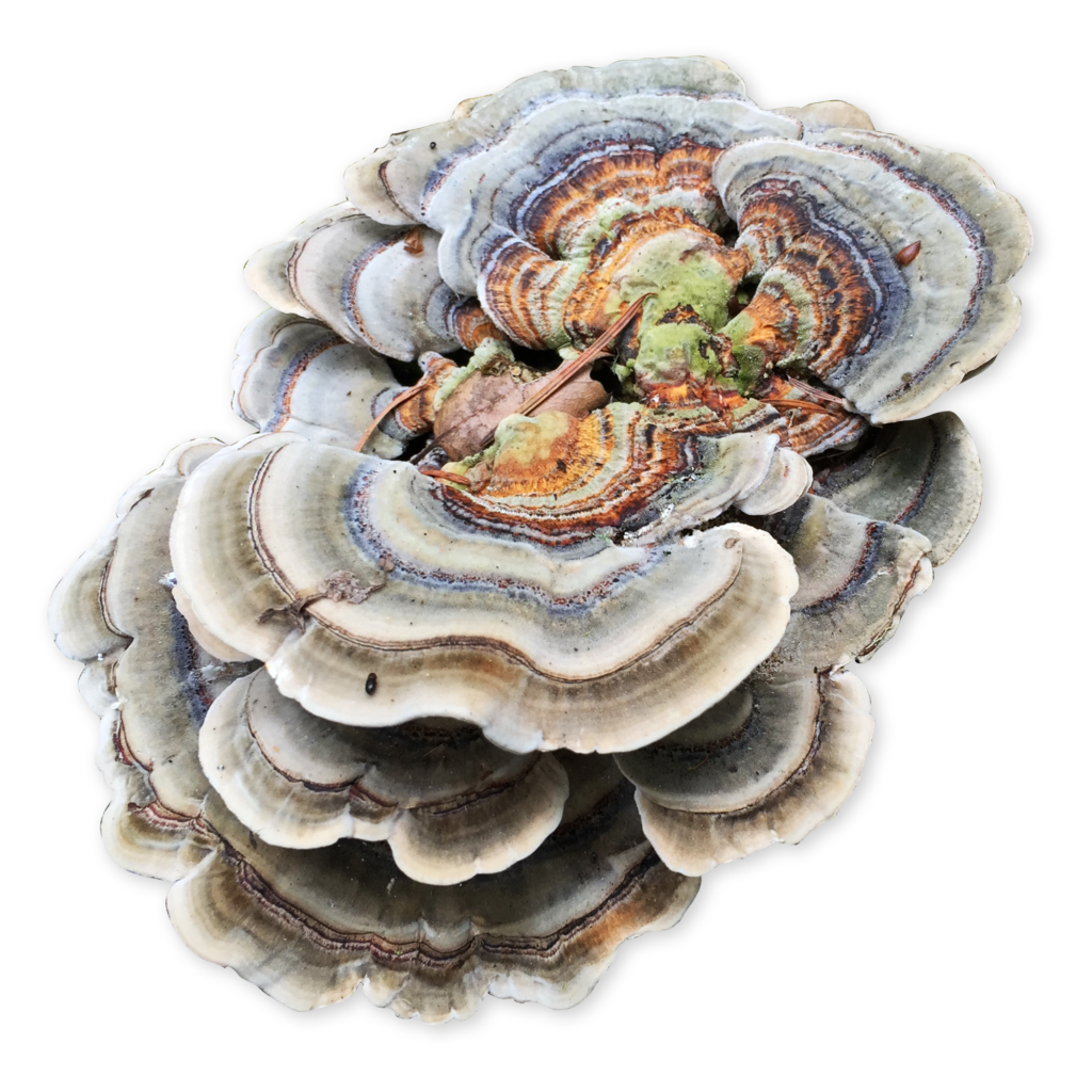 Learn About Turkey Tail Mushrooms Host Defense